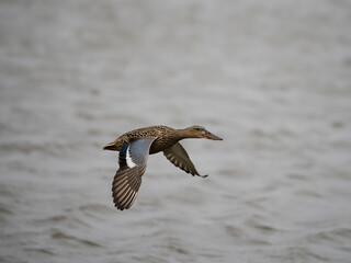 Northern shoveler, Spatula clypeata