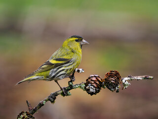 Siskin, Carduelis spinus