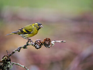 Siskin, Carduelis spinus