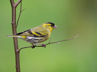 Siskin, Carduelis spinus