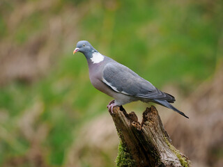 Wood pigeon, Columba palumbus,