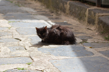 black sick homeless cat on the street