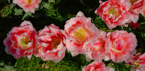 Obraz premium Beautiful double tulips in the middle of the grass. Pink white tulips. View from above. Horizontal image.