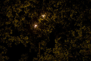 Pine tree leaf with street light, night photography, orange street light with pine leaves, dark forest concept