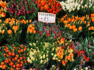 Viele bunte Tulpen an einem italienischen Verkaufsstand, Marktstand mit Preisschild 