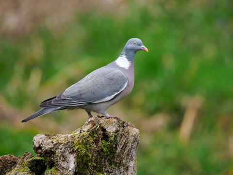 Wood pigeon, Columba palumbus,