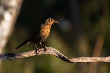 Blackbird portrait