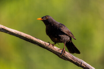 Blackbird portrait