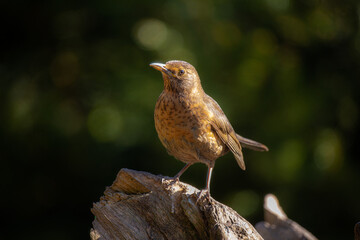 Blackbird portrait