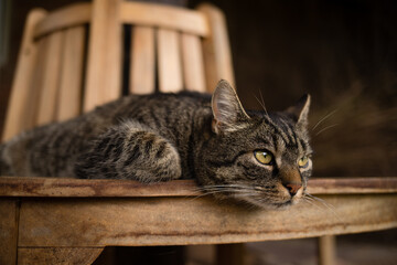 The tabby cat lies attentively on a wooden bench and looks curiously to the right. Gray-brown cat is watching what is happening.