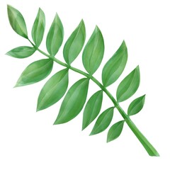 palm leaf, tropical jungle element, tree green plant, botnical drawing,  floral illustration