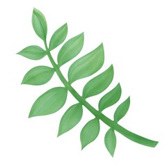 palm leaf, tree green plant, botnical drawing,  tropical jungle element, floral illustration