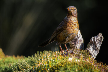 Blackbird portrait