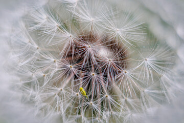 Close-up of dandelion flower seed head with shallow depth of field and out of focus background with soft bokeh