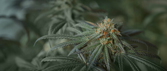 ripe cannabis bud panoramic background
