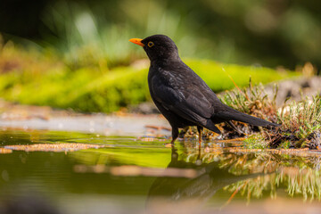 Blackbird portrait