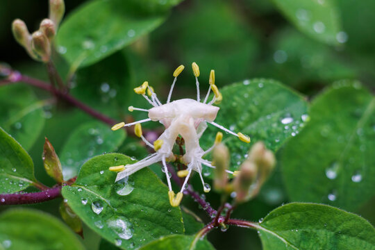 Close-up of an lonicera blossom with shallow depth of field and soft bokeh background