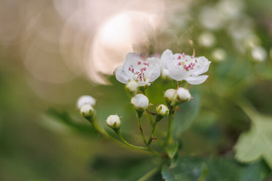 The flower of a hawthorn in close-up with shallow depth of field and soft out of focus background with bokeh