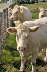 Fototapeta na wymiar Vaches derrière clôture