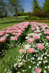 Beautiful view of the park. Double white pink tulips and daisies. Vertical image.