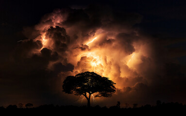 Fototapeta na wymiar Dark cloud at night with thunder bolt.Heavy storm bringing thunder, lightnings and rain in summer.Lightning strikes dark BIG tree.Typical african night with acacia trees in Masai Mara,Kenya.