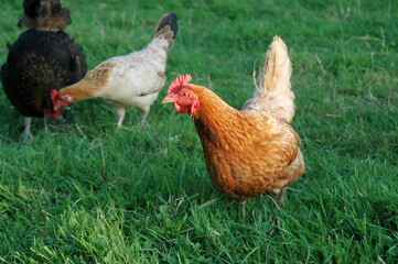 Poules