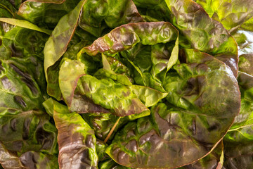 close up of a red and green lettuce