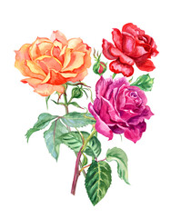 Bouquet of three roses: orange, burgundy and red, watercolor illustration isolated on white background, clipart, decor for various product designs.