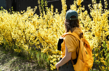 young woman tourist in cap with yellow backpack among flowering forsythia bushes in spring or...