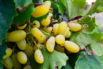 Fresh Bunch of green grapes on grapevine in the farm, in India