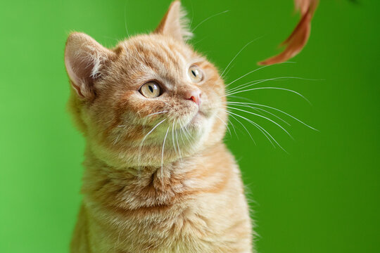 Ginger cat on green background,closeup portrait.Kitten looking at feather toy.