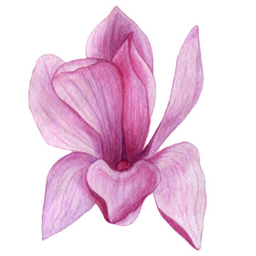 Magnolia flower watercolor hand-drawn clip art. Delicate flower isolated on a white background.