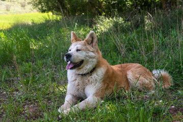 portrait of a young female dog, akita inu, resting in the shade at a foot of a tree in the forest in a sunny day