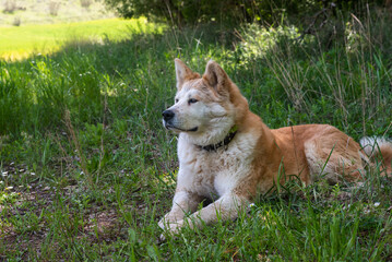 portrait of a young female dog, akita inu, resting in the shade at a foot of a tree in the forest in a sunny day