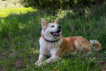 portrait of a young female dog, akita inu, resting in the shade at a foot of a tree in the forest in a sunny day