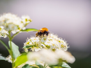 Spiraea chamaedryfolia or germander meadowsweet or elm-leaved spirea white flowers with green...