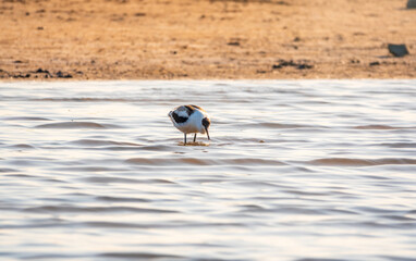 Water bird pied avocet, Recurvirostra avosetta, feeding in the lake. The pied avocet is a large...