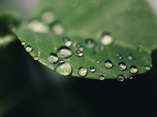 water drops on leaf