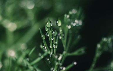 rain drops on a plant