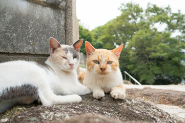 Naklejka na ściany i meble Wild cat relaxing on the streets of Japan