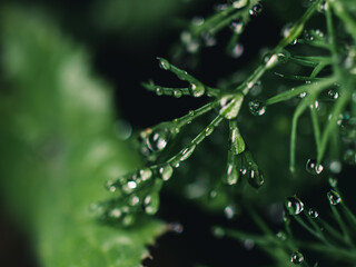 dew drops on a green leaf