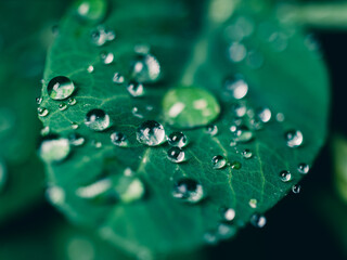 water drops on leaf