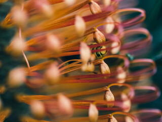 Fototapeta na wymiar Close up of a flower