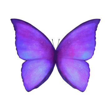 モルフォ蝶 の画像 17 1 件の Stock 写真 ベクターおよびビデオ Adobe Stock