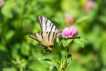 Beautiful Butterfly Scarce Swallowtail, Sail Swallowtail, Pear-tree Swallowtail, Podalirius. Latin name Iphiclides podaliriu. Butterfly collects nectar on flower.