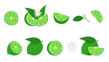 Fresh Lime slices set. Citrus, vitamin c. Vector illustration, isolated on white background