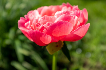 A single vivid peony bud on blurred green background at the sunny day, side view. Flower bud. Pink peony shot at close range for poster, calendar, post, copy space for your design or text