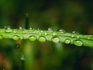 grass with dew drops