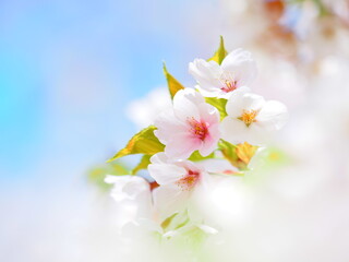 美しいソメイヨシノ