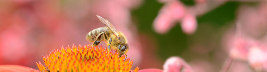 Insekten 38 © K.-U. Häßler